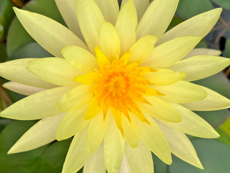 Seerose - Pinwaree